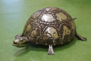 Eine Schildkröte ist das neue Haustier der TECHNOBRAU.
